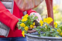 Woman underplanting Musa ensete maurelii with Violas 'Sorbet Yellow'