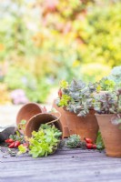 Succulents in small terracotta pot