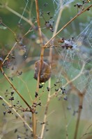 Cornu asperum - The garden snail and spiders cobwebs in autumn on garden plants