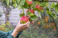 Woman picking apples from apple tree