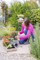 Woman planting Chrysanthemums in metal container