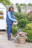 Woman watering wicker container planted with Ivy hedera, Calluna vulgaris, Chrysanthemums and Cupressocyparis Leylandii