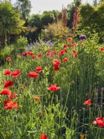 Papaver rhoeas - Common poppies in early summer garden