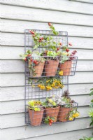 Metal wire shelves with pots containing various succulents and berries
