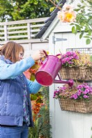 Woman watering Chrysanthemums and Callunas in metal shelves