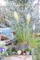 Containers planted with Cortaderia Selloana 'Junior' and 'Tiny Pampa' - Pampas grasses on patio with squashes