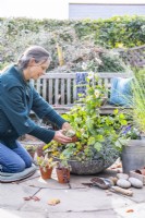 Woman placing small terracotta pots planted with succulents in large shallow container