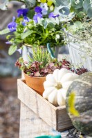 Squash and small terracotta pot planted with succulents in a wooden tray