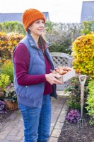 Woman carrying small wooden tray full of Tulip bulbs