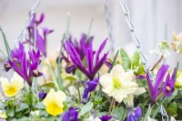 Iris 'J S Dijt' flowering in hanging container with Violas, Hellebores and Ivy