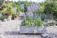 Wooden trough planted with Ivy, Craspedia globosa, Viola 'Sorbet Neptune' and Veronica 'Moody Blues Sky Blue'