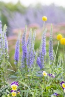 Mixed planting of Viola 'Sorbet Neptune', Veronica 'Moody Blues Sky Blue' and Craspedia globosa