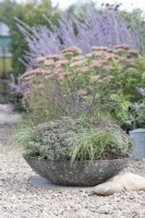 Shallow container planted with Verbena 'Bampton', Sedum 'Rose Carpet' and Carex 'Amazon Mist'