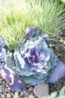 Ornamental Cabbage planted with Festuca glauca 'Golden Toupee' in terracotta pot