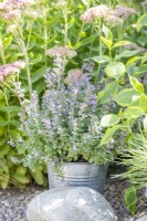 Nepeta 'Purrsian Blue' planted in a metal bucket