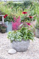 Mixed container planted with Heucheras, Echinaceas and Pennisetum