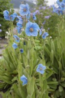 Meconopsis 'Lingholm' - Meconopsis betonicifolia 'China Blue' - Himalayan blue poppy 'Lingholm' - June.