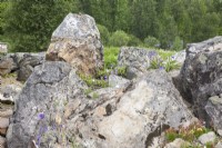 Arctic beds at Tromso Botanic Garden. Midsummer.

Substantial, lichen-covered boulders  improve the ambience for fragile, small arctic plants like Campanula turczaninovii and Saxifrage. 