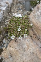 Arenaria pseudofrigida from Svalbard, flowering in June within the Arctic Circle at sea-level. 