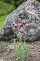 Tulipa 'Rajka' - Trumphator tulip in newly-made border. Lichen. Boulder. Midsummer.