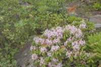 Pale-pink Rhododendron brachycarpum flowering with pale-yellow of Rh. wardii in June within the Arctic Circle at sea-level. Midsummer.
