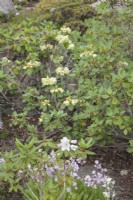 Rhododendron varieties flowering in June within the Arctic Circle at sea-level.  
White flowers of Rhododendron wardii var. puralbum opening from pink buds. Primula.  Yellow Rhododendron wardii.