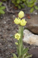 Meconopsis napaulensis - Meconopsis nepalensis - Nepal poppy - satin poppy - June.