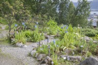 The Meconopsis Collection at TromsÃ¸ Arctic-Alpine Botanic Garden. Midsummer.

