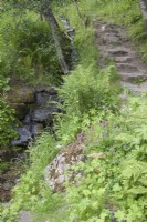 Steep, stone steps descending hillside beside small stream. Woodland garden. Midsummer.