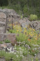 Primulas growing on steep, rocky bank including 
Primula florindae; Primula nivalis; Primula hazarica. Midsummer. June