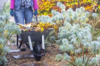 Woman pushing a wheelbarrow of dead leaves through the garden