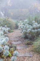 Stepping stone path leading past Euphorbias in gravel garden
