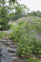 Steep, stone steps descending hillside bordered by massed perennials. Midsummer. Geranium. 