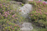 Pale pink Rhododendron ferrugineum syn. 'Alpenrose' flowering with darker pink Rhododendron 'Arctic Tern' within the Arctic Circle at sea-level. June.