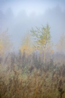 Silver birch trees with leaves fading to yellow in a meadow