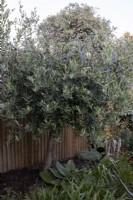 Olive tree or Olea europaea in small suburban garden