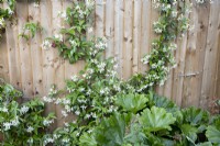 Trachelospermum jasminoides growing on wood fence