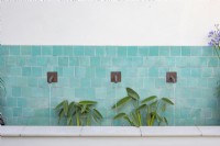 Contemporary water fountain with ceramic tiles. Planting includes Thalia dealbata