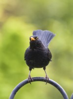 Turdus merula - Blackbird, male on metal fence 