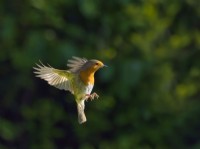 Erithacus rubecula - European Robin in flight