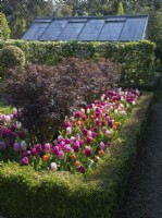Box edged border of tulips and Sambucus nigra Black Lace - Black Elder