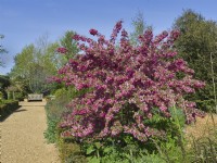 Malus 'Indian Magic' - Crabapple tree in blossom