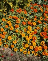 Zinnia Profusion Orange, summer August