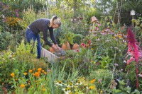 Woman picking herbs in organic kitchen garden.