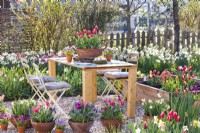 Spring garden with furniture on gravel patio decorated with container grown tulips, muscari and daffodils.