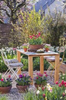 Spring garden with furniture on gravel patio decorated with container grown tulips, muscari and daffodils.