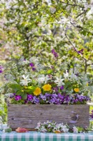 Floral arrangement in wooden box containing daffodils, pansies, dandelion, honesty and cow parsley