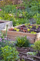 New growth in herb and vegetable beds in organic kitchen garden.
