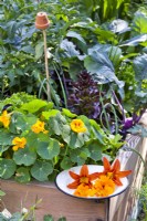 harvested edible flowers - pot marigold, nasturtium and Hemerocallis.