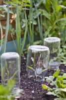 Glass jar frost protection for cornflower seedlings.